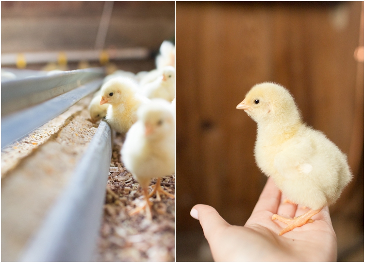 baby chicks farmtography-1