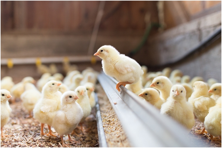 baby chicks farmtography-9