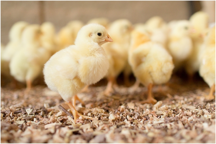 baby chicks farmtography-2